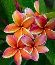 Load image into Gallery viewer, Melt Frangipani 80g