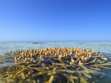 Load image into Gallery viewer, Melt Coral Coast 80g